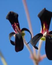 Fotografia da espécie Pelargonium sidoides