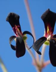 Pelargonium sidoides