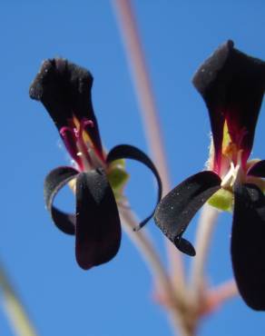 Fotografia 1 da espécie Pelargonium sidoides no Jardim Botânico UTAD