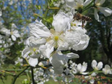 Fotografia da espécie Citrus trifoliata