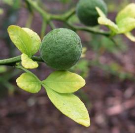 Fotografia da espécie Citrus trifoliata
