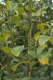 Fotografia da espécie Citrus trifoliata