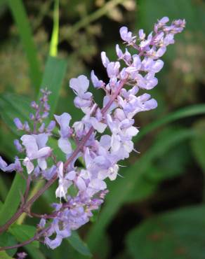 Fotografia 3 da espécie Plectranthus fruticosus no Jardim Botânico UTAD