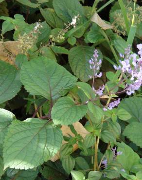 Fotografia 4 da espécie Plectranthus fruticosus no Jardim Botânico UTAD