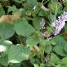 Fotografia 4 da espécie Plectranthus fruticosus do Jardim Botânico UTAD