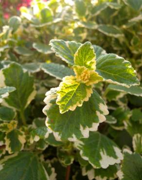 Fotografia 1 da espécie Plectranthus forsteri no Jardim Botânico UTAD