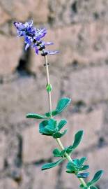 Fotografia da espécie Plectranthus caninus
