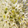 Fotografia 1 da espécie Allium subvillosum do Jardim Botânico UTAD