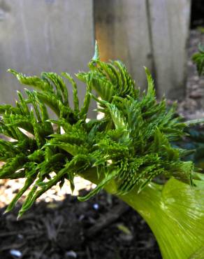 Fotografia 3 da espécie Angelica pachycarpa no Jardim Botânico UTAD