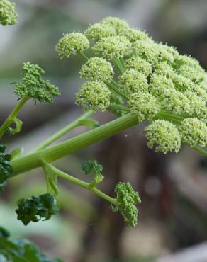 Fotografia 4 da espécie Angelica pachycarpa no Jardim Botânico UTAD