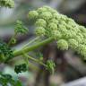 Fotografia 4 da espécie Angelica pachycarpa do Jardim Botânico UTAD