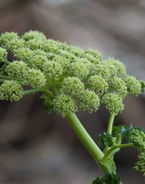 Fotografia 6 da espécie Angelica pachycarpa no Jardim Botânico UTAD