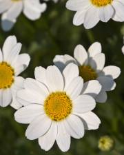 Fotografia da espécie Anthemis maritima