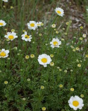 Fotografia 4 da espécie Anthemis maritima no Jardim Botânico UTAD