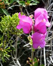 Fotografia da espécie Antirrhinum cirrhigerum