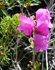 Antirrhinum cirrhigerum