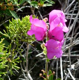 Fotografia da espécie Antirrhinum cirrhigerum