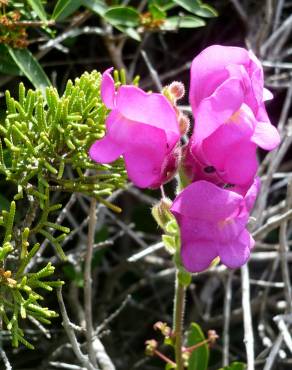 Fotografia 1 da espécie Antirrhinum cirrhigerum no Jardim Botânico UTAD