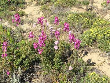 Fotografia da espécie Antirrhinum cirrhigerum