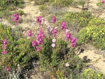 Fotografia da espécie Antirrhinum cirrhigerum