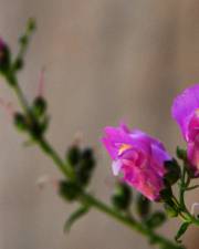 Fotografia da espécie Antirrhinum linkianum