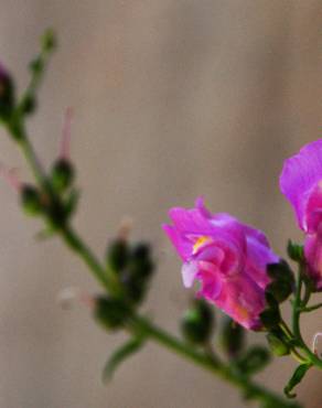 Fotografia 1 da espécie Antirrhinum linkianum no Jardim Botânico UTAD