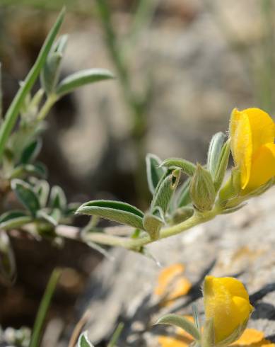 Fotografia de capa Argyrolobium zanonii subesp. zanonii - do Jardim Botânico