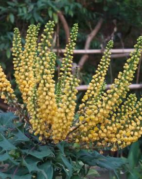 Fotografia 1 da espécie Mahonia oiwakensis no Jardim Botânico UTAD