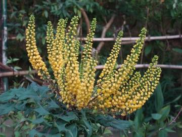 Fotografia da espécie Mahonia oiwakensis