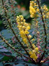 Fotografia da espécie Mahonia oiwakensis