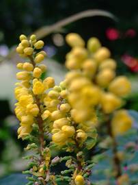 Fotografia da espécie Mahonia oiwakensis