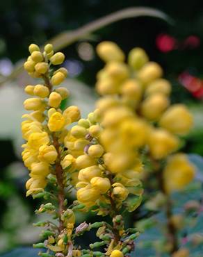 Fotografia 3 da espécie Mahonia oiwakensis no Jardim Botânico UTAD