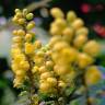 Fotografia 3 da espécie Mahonia oiwakensis do Jardim Botânico UTAD