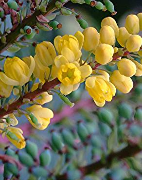 Fotografia 5 da espécie Mahonia oiwakensis no Jardim Botânico UTAD