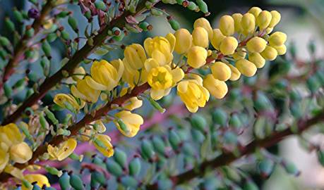 Fotografia da espécie Mahonia oiwakensis