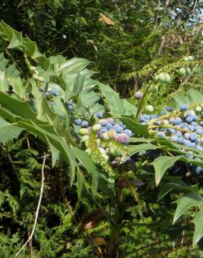 Fotografia 6 da espécie Mahonia oiwakensis no Jardim Botânico UTAD