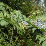 Fotografia 6 da espécie Mahonia oiwakensis do Jardim Botânico UTAD