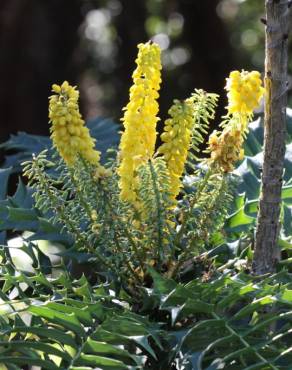 Fotografia 7 da espécie Mahonia oiwakensis no Jardim Botânico UTAD