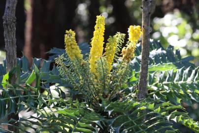 Fotografia da espécie Mahonia oiwakensis