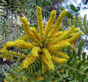 Fotografia da espécie Mahonia oiwakensis