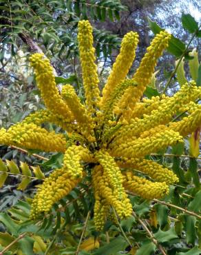 Fotografia 8 da espécie Mahonia oiwakensis no Jardim Botânico UTAD