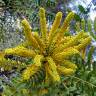 Fotografia 8 da espécie Mahonia oiwakensis do Jardim Botânico UTAD