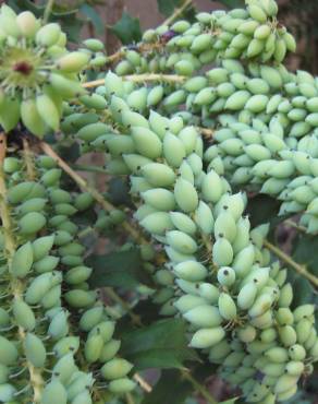 Fotografia 9 da espécie Mahonia oiwakensis no Jardim Botânico UTAD