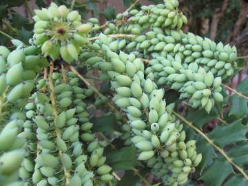 Fotografia da espécie Mahonia oiwakensis