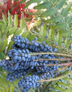 Fotografia 10 da espécie Mahonia oiwakensis no Jardim Botânico UTAD