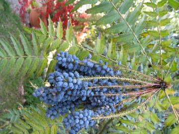 Fotografia da espécie Mahonia oiwakensis