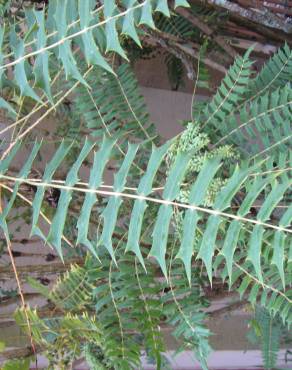 Fotografia 11 da espécie Mahonia oiwakensis no Jardim Botânico UTAD