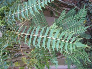 Fotografia da espécie Mahonia oiwakensis