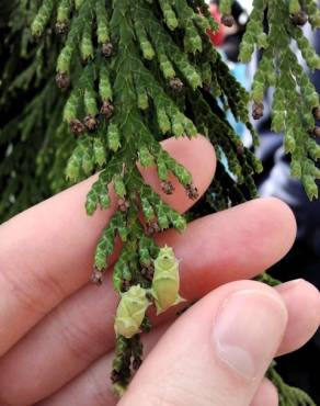 Fotografia 14 da espécie Thuja plicata no Jardim Botânico UTAD