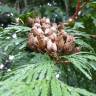 Fotografia 16 da espécie Thuja plicata do Jardim Botânico UTAD